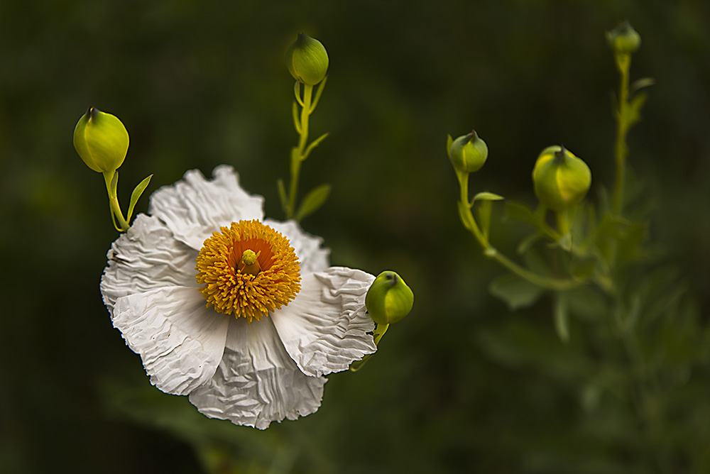 Flower Shot.jpg