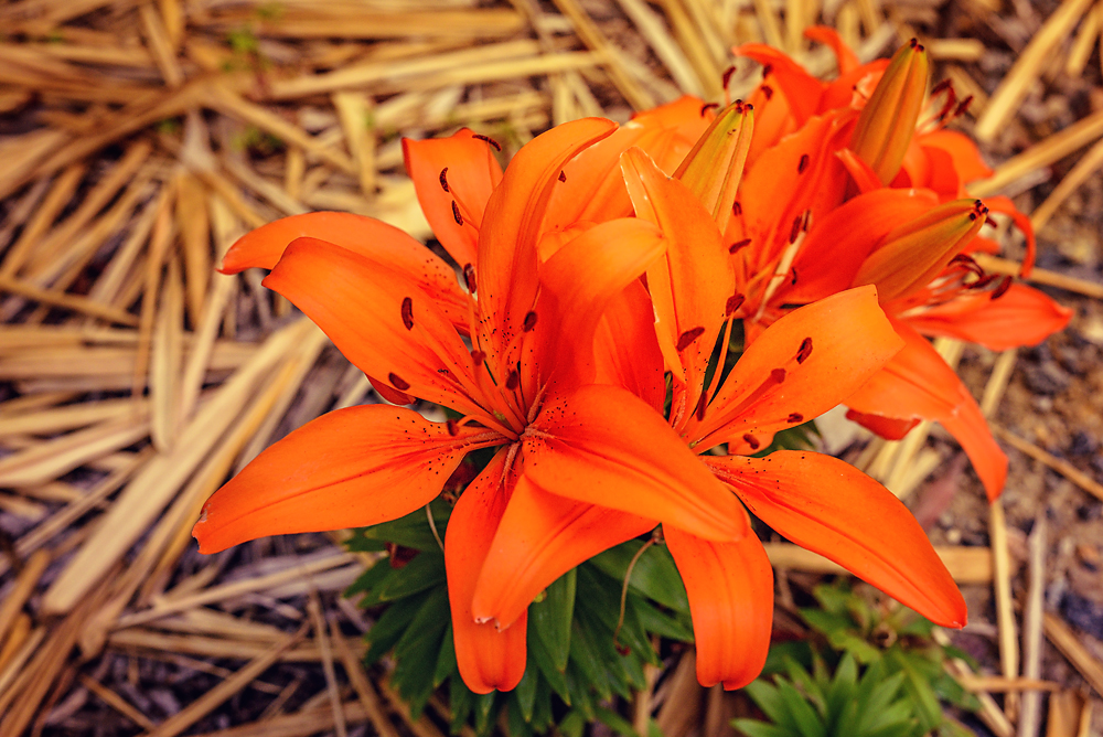 Flower Shot, Yea!.jpg