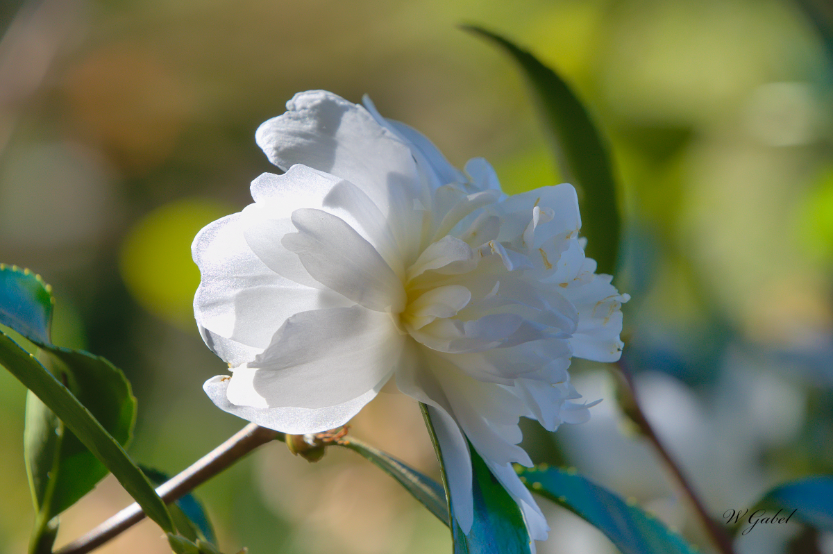 flower sm.jpg