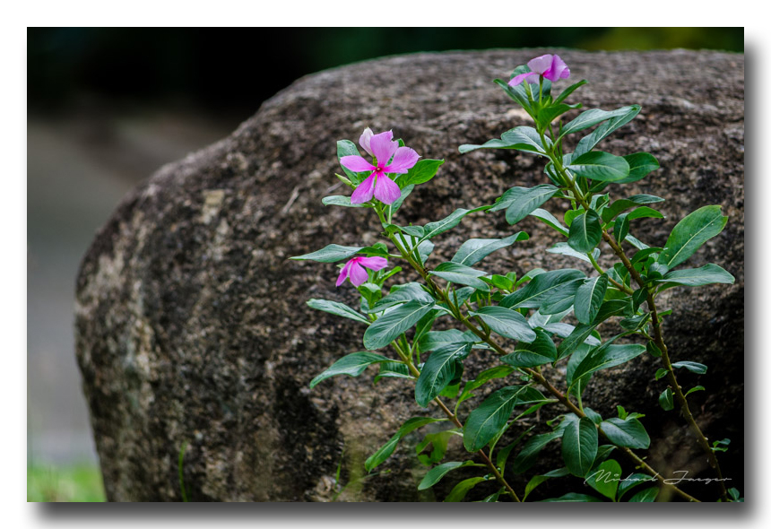 flower-stone-ype.jpg