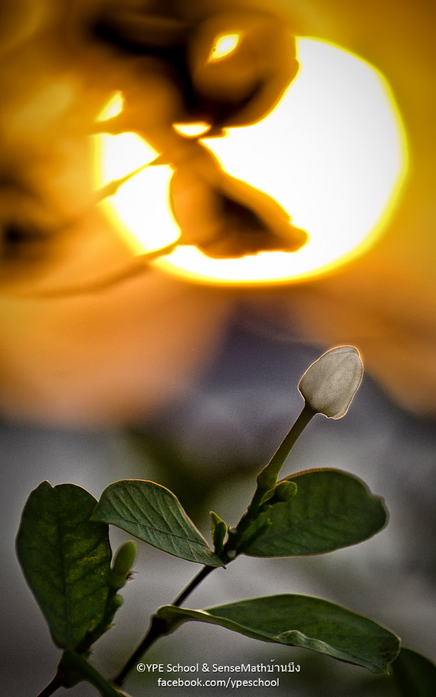 flower-sunset-1.jpg