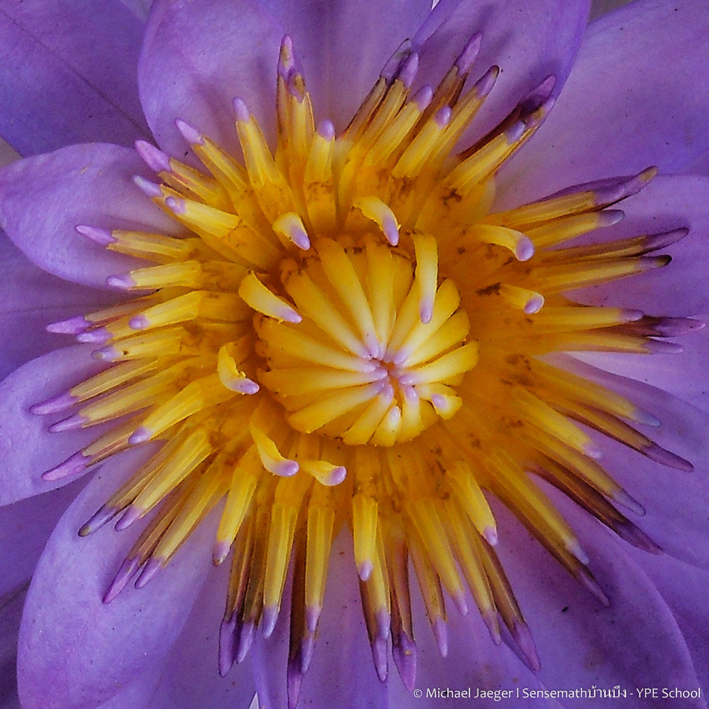 flower test-2.jpg