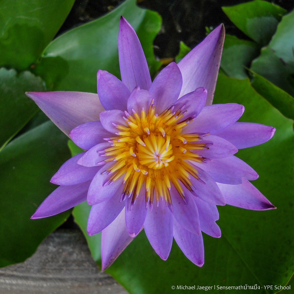 flower test-3.jpg