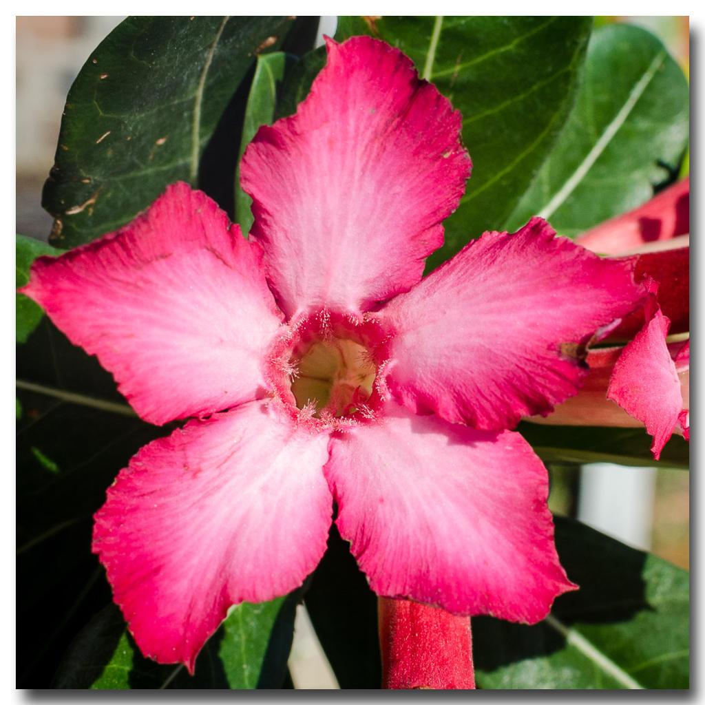 flower-test-ype-1.jpg