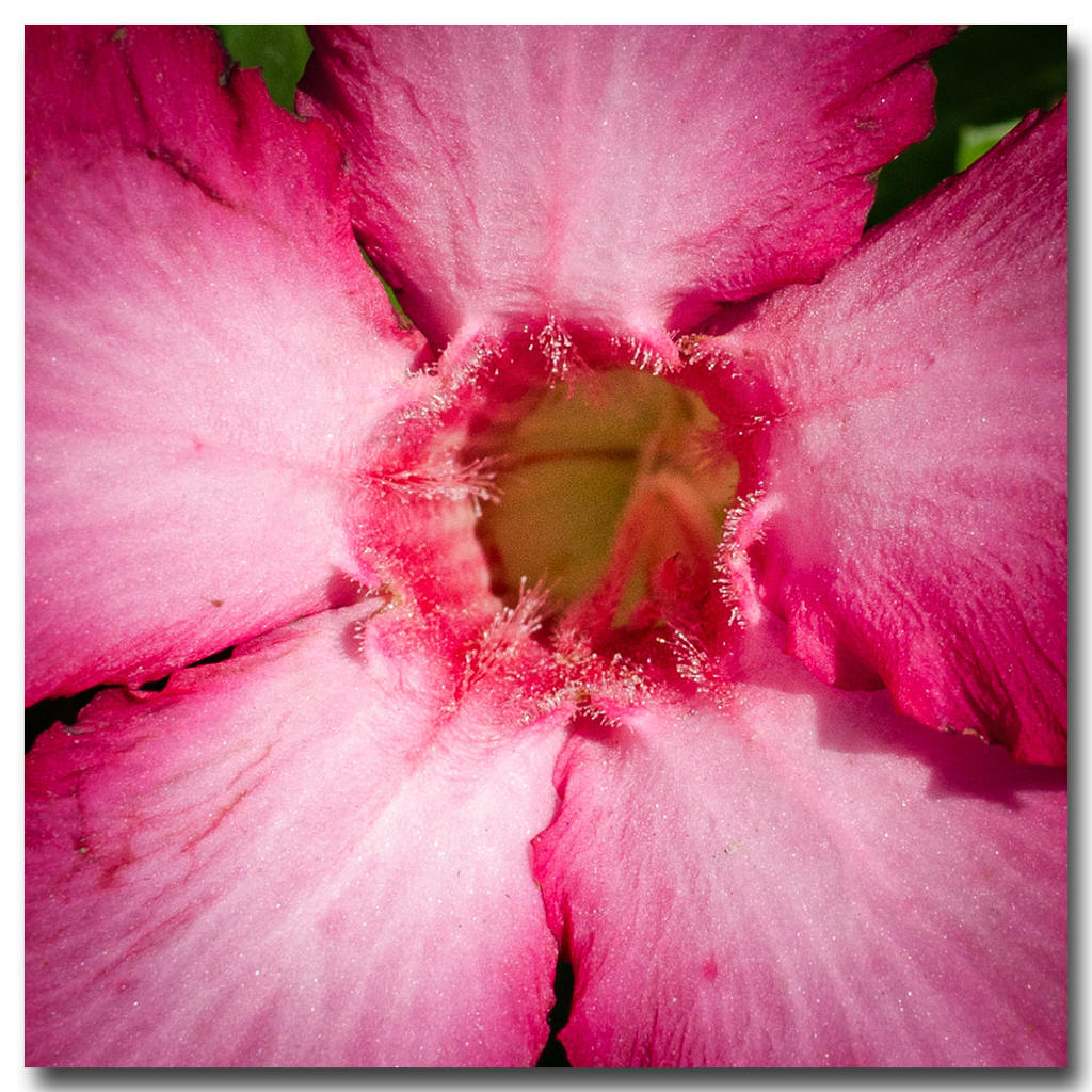 flower-test-ype-2.jpg
