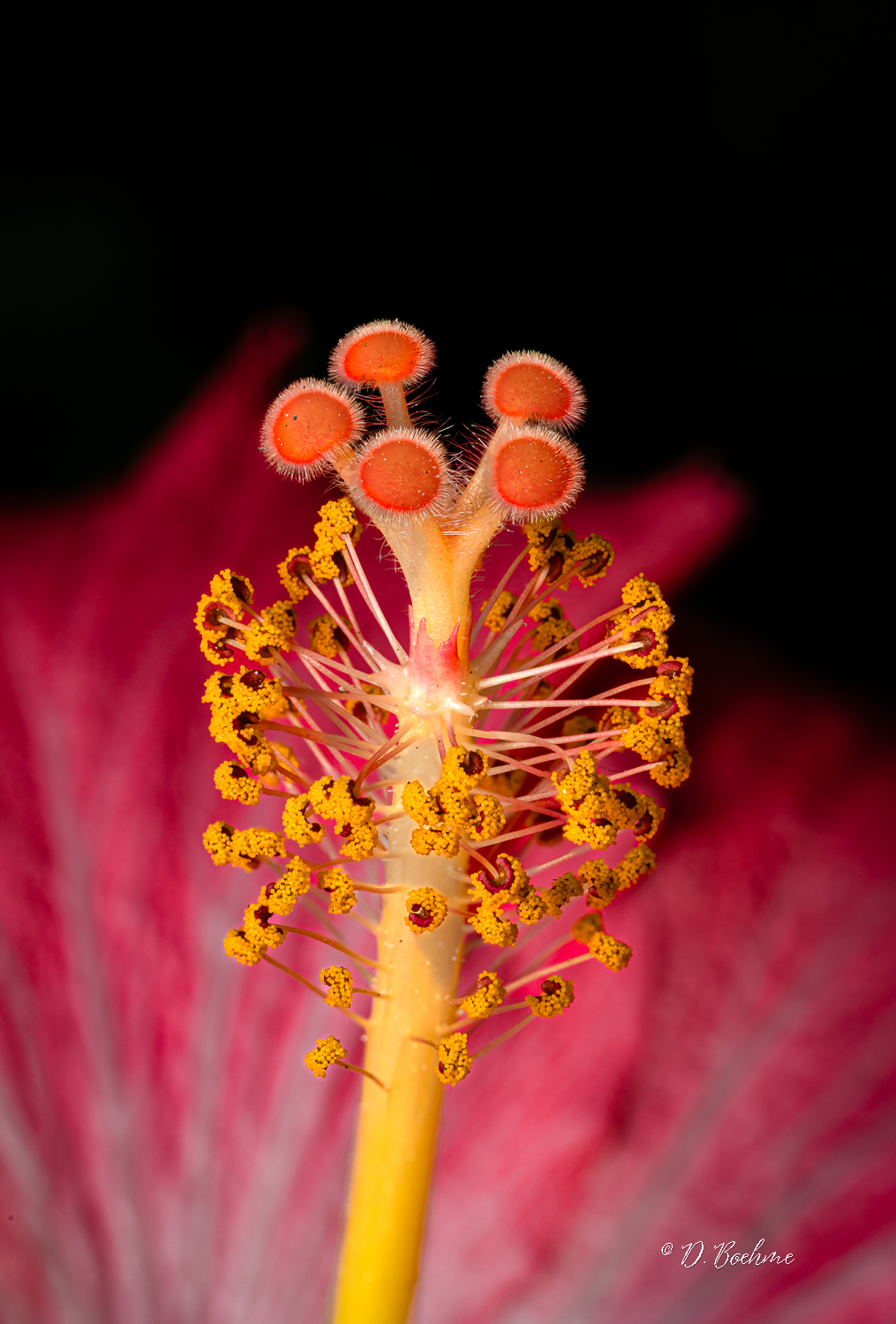 flower-topaz-sharpen.jpg