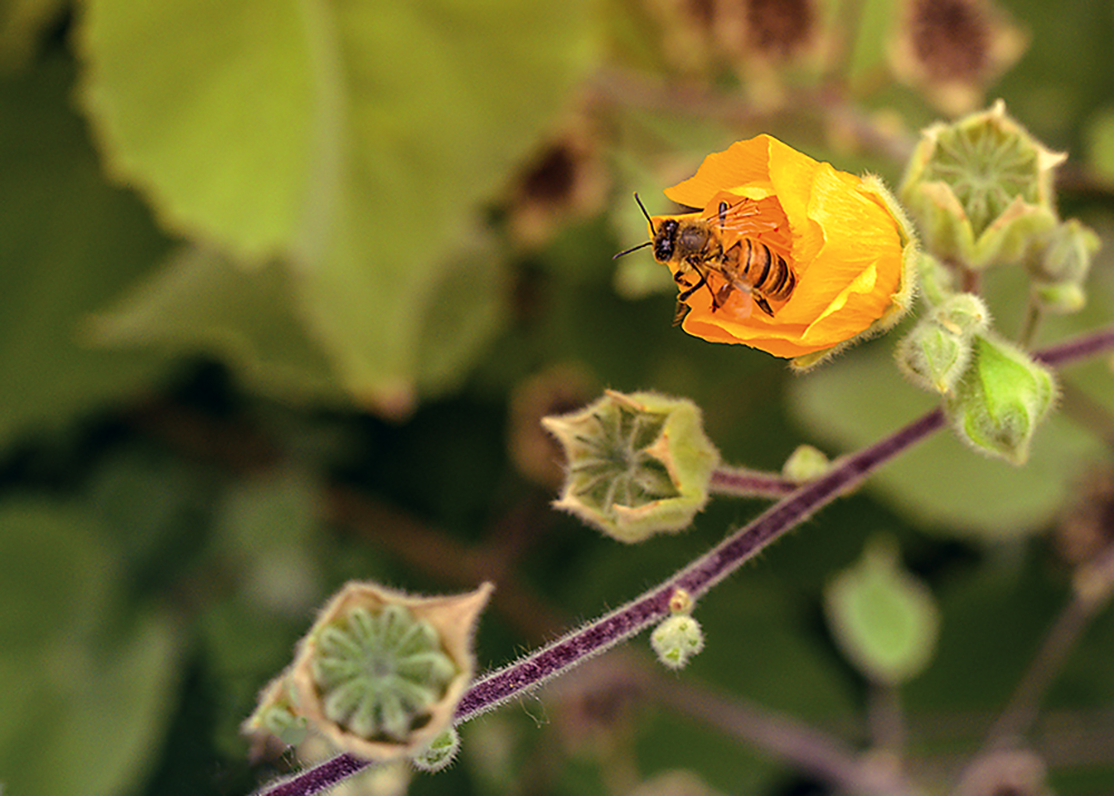 Flower vs Bee - Cropped.jpg