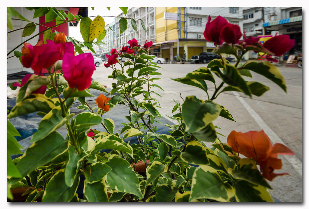 flower-ype-1-FrameShop.jpg