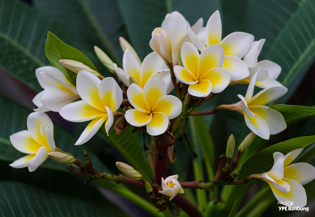 flower-ype-1.jpg
