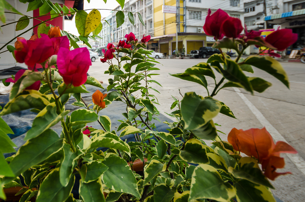 flower-ype-1.jpg