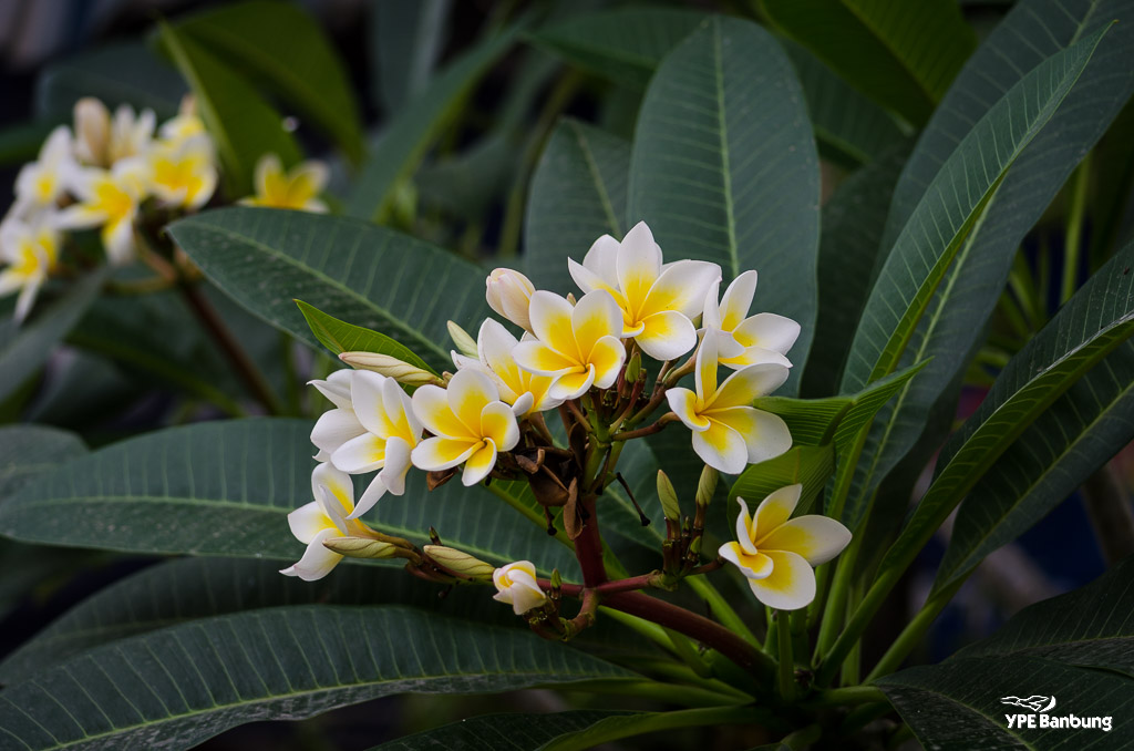 flower-ype-2.jpg
