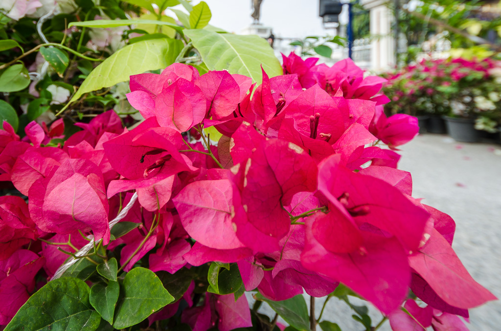 flower-ype-2.jpg