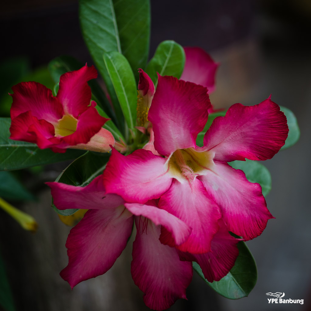 flower-ype-3.jpg