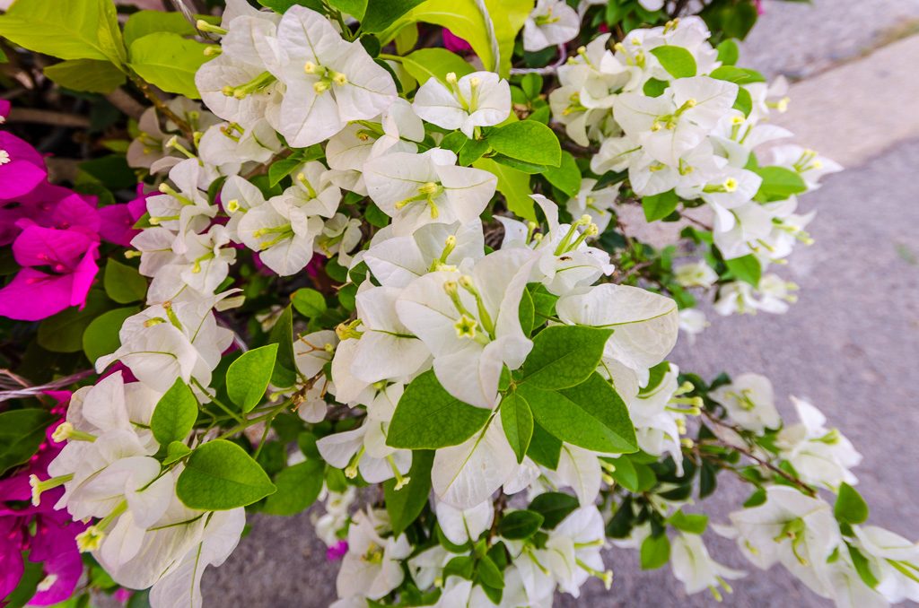 flower-ype-3.jpg