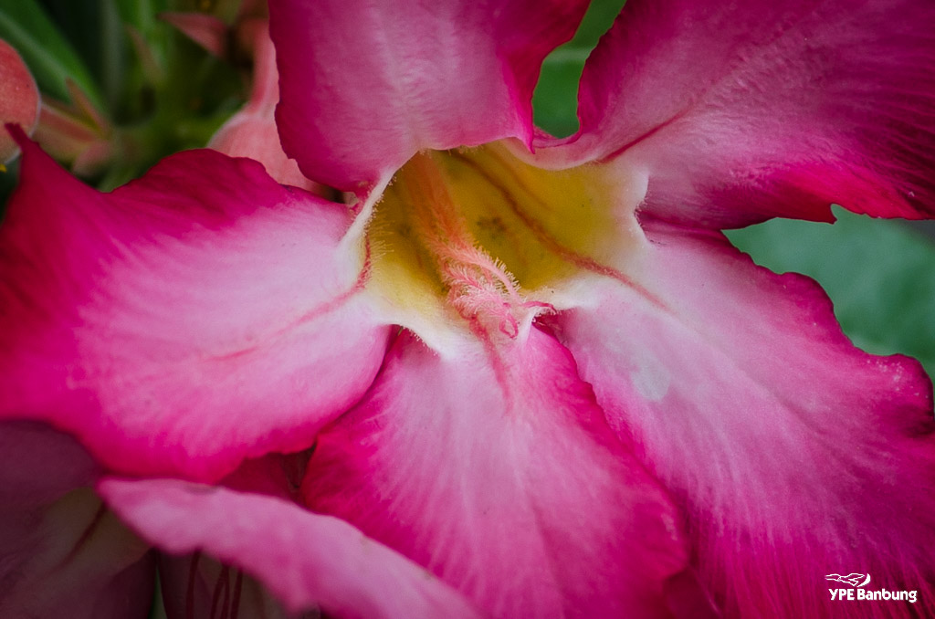flower-ype-4.jpg