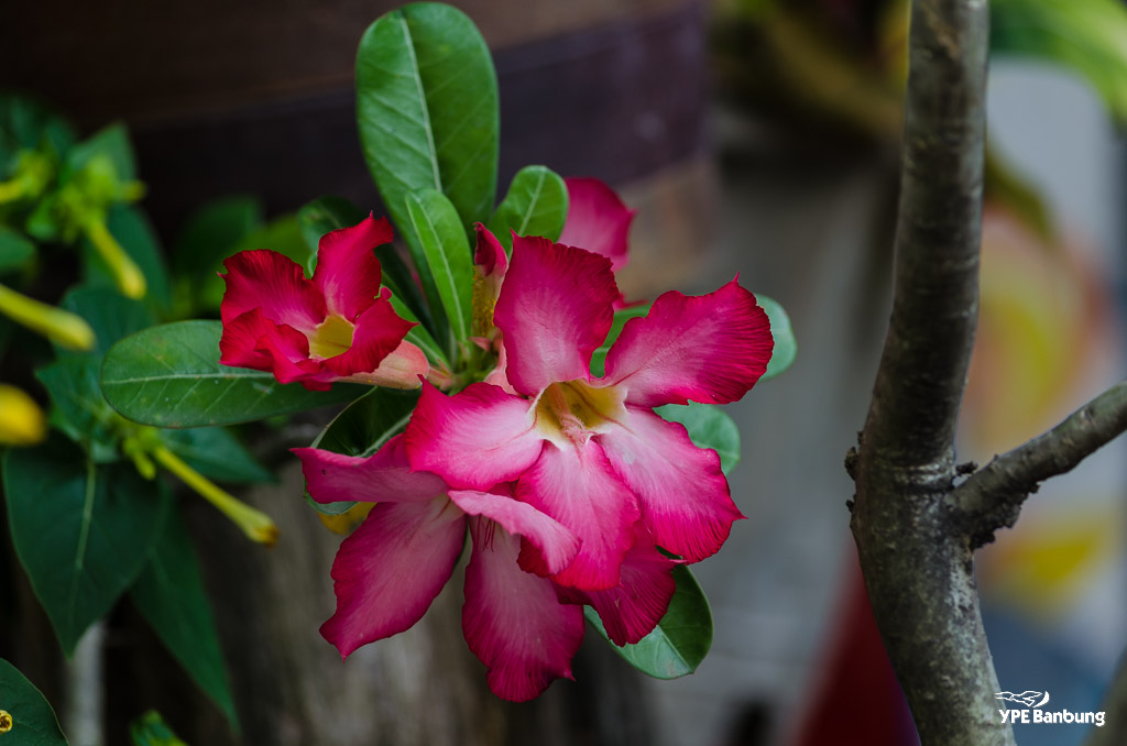 flower-ype-5.jpg