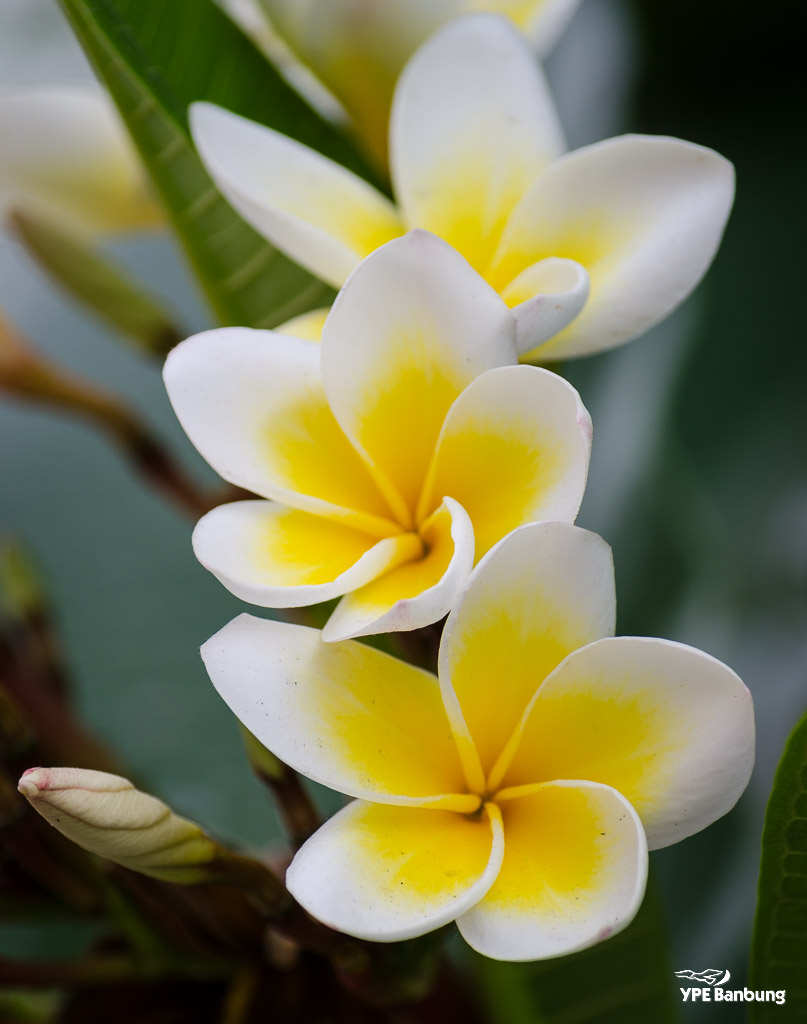 flower-ype-6.jpg