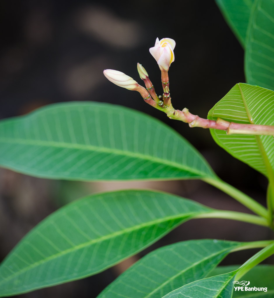 flower-ype-7.jpg
