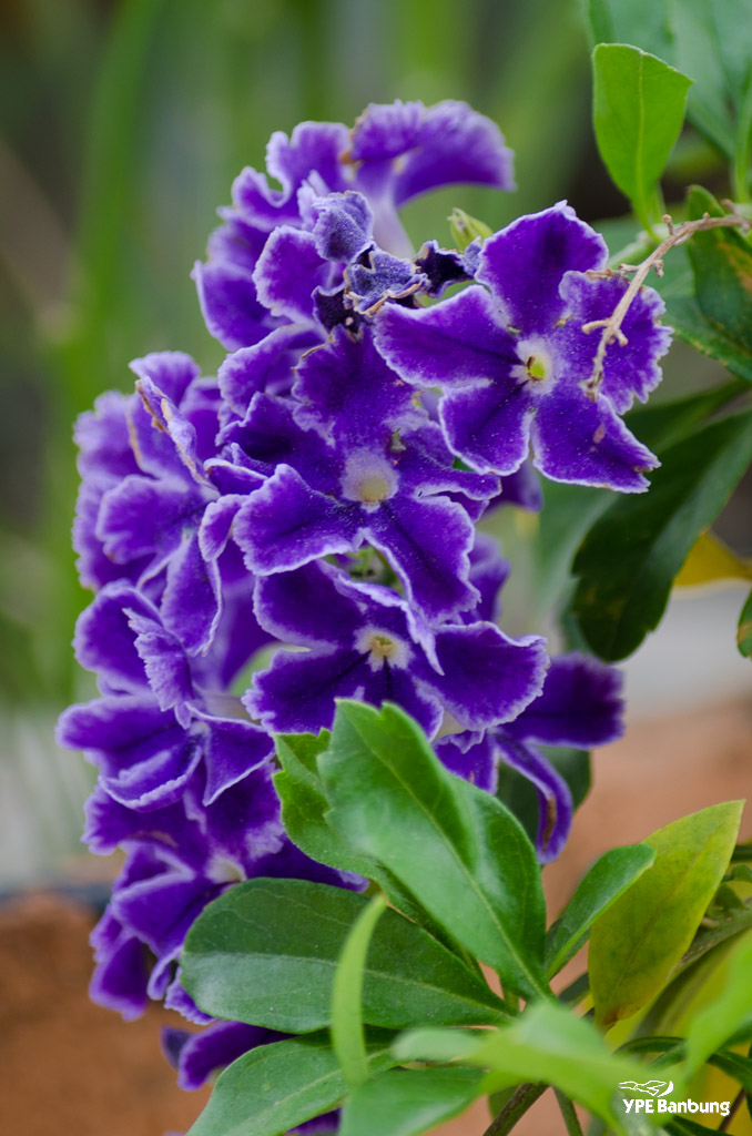 flower-ype-8.jpg