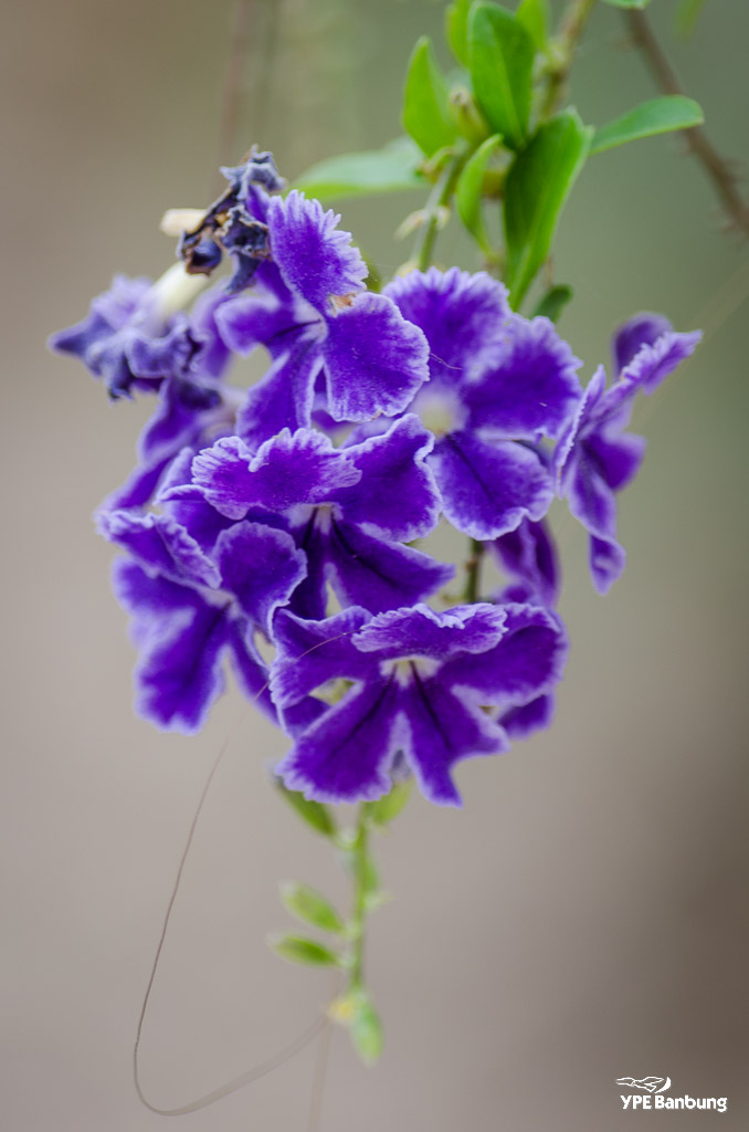 flower-ype-9.jpg