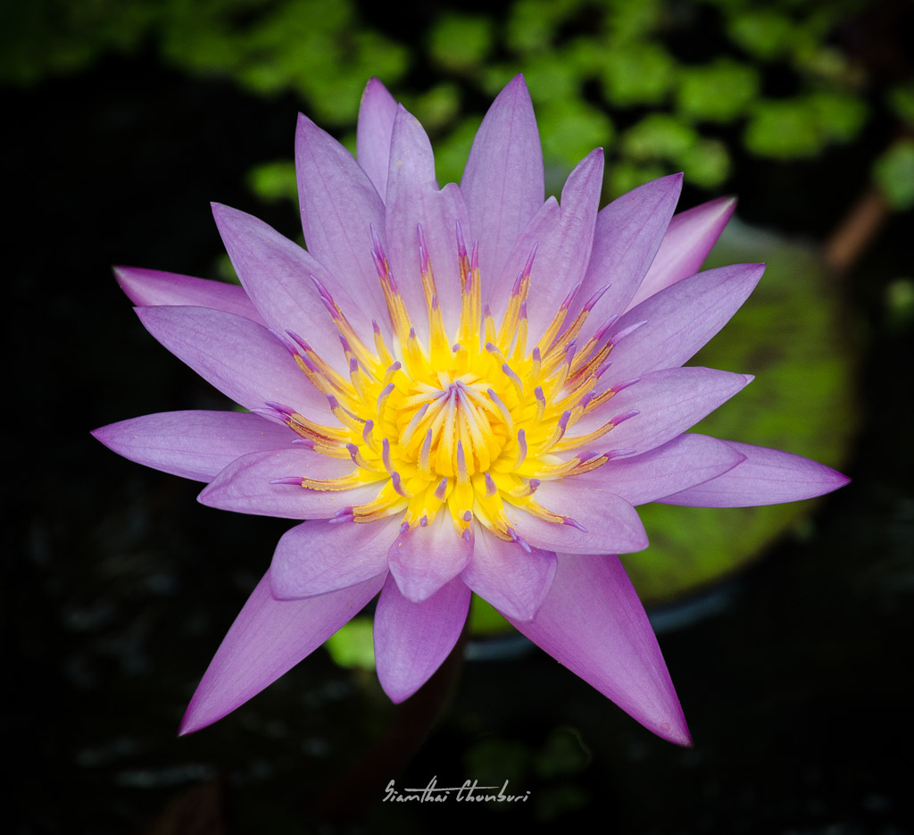 flower-ype3-1.jpg