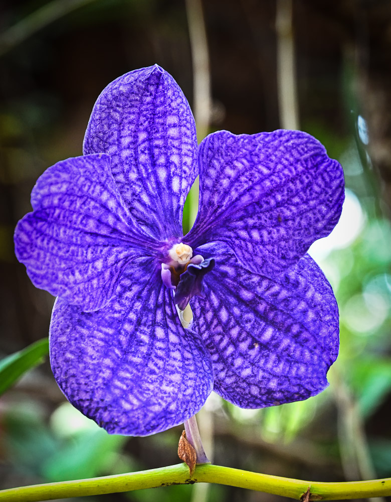 flower1-1.jpg