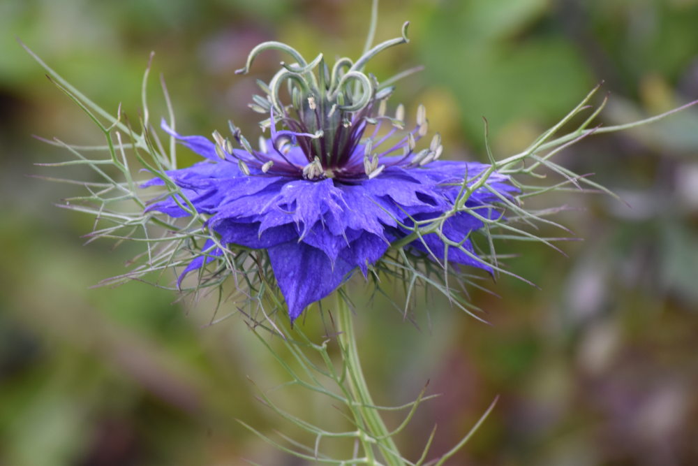 flower2.JPG flower2.JPG