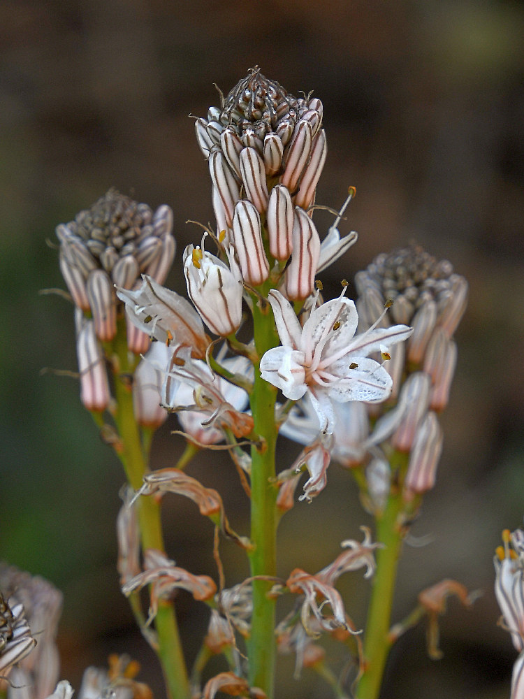 Flower2.jpg