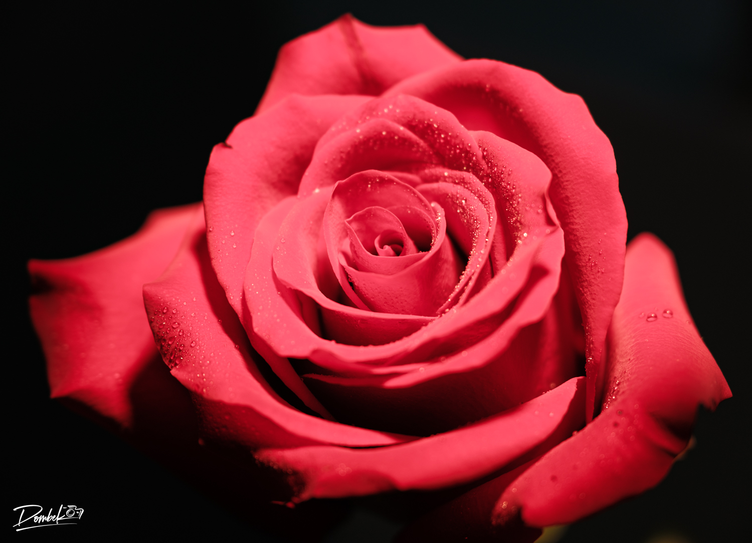 Flower_Bootcamp_03.jpg