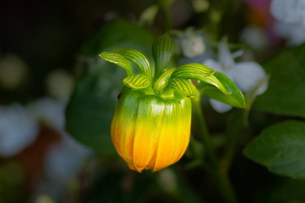 Flowercolours.jpg