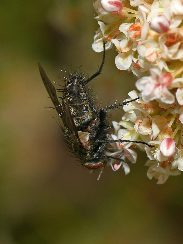 FlowerFly2.jpg