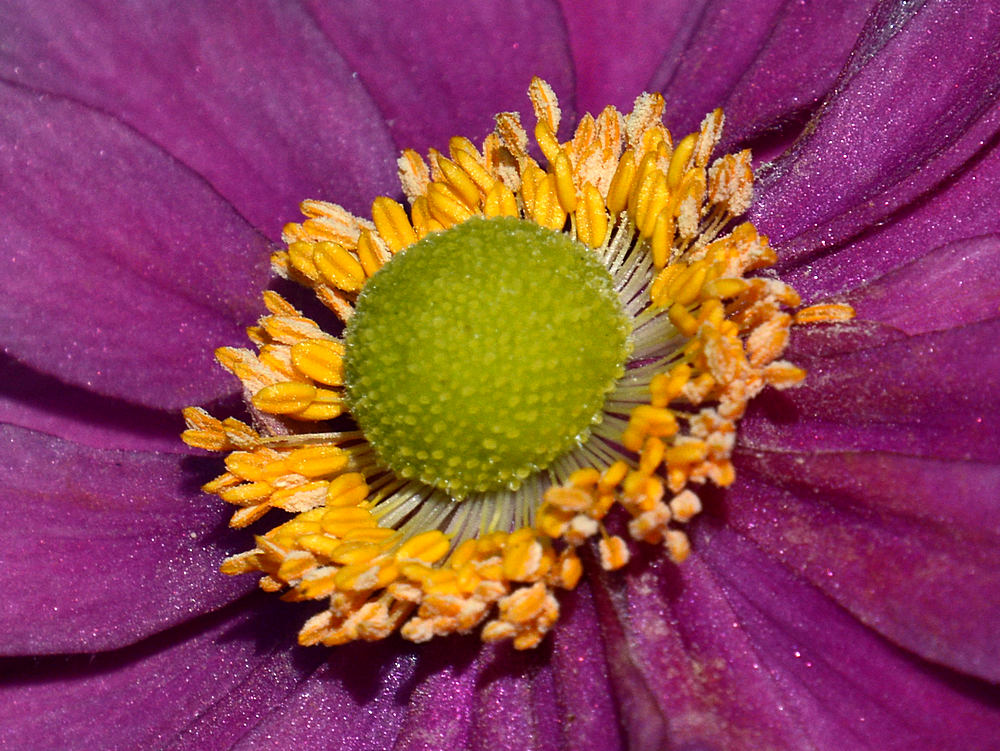 FlowerHead.jpg