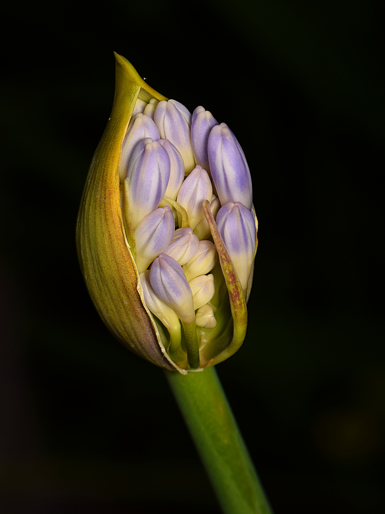 FlowerHead.jpg
