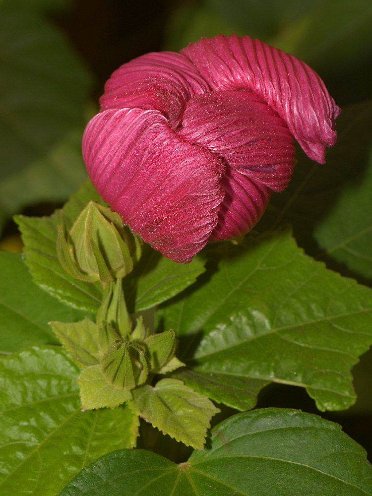 Flowerhead.jpg