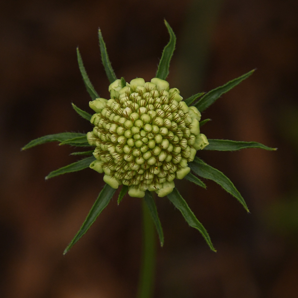 FlowerHead.jpg