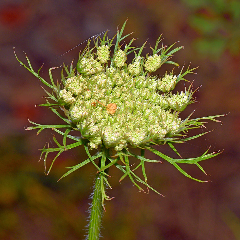 FlowerHead2.jpg