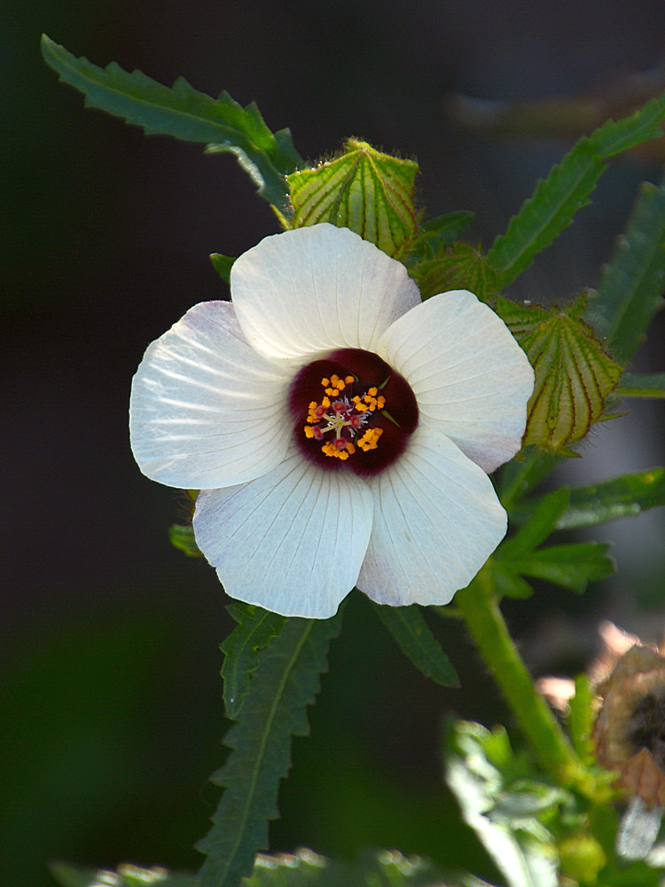 FlowerHour.jpg