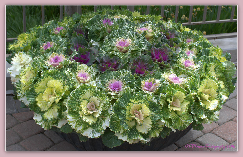 Flowering Cabbage 4-30-2016.jpg