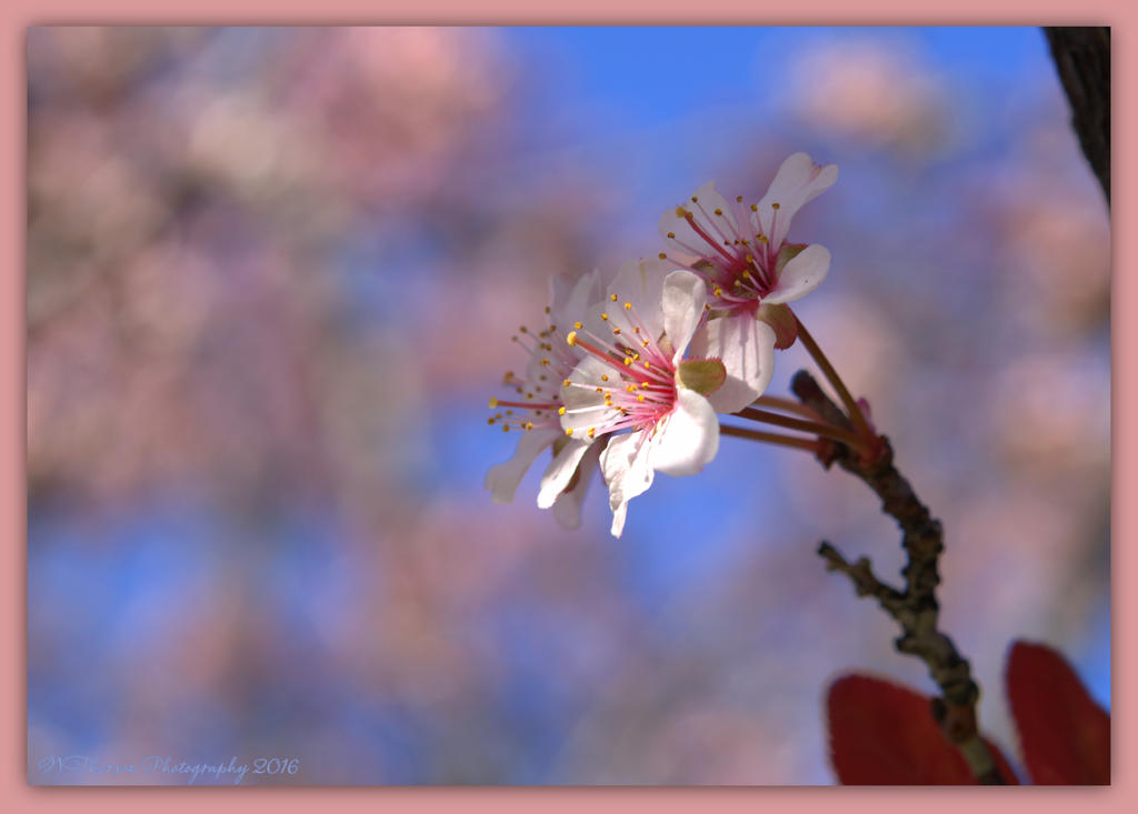 Flowering Plum Blossoms  4-19-2016.jpg