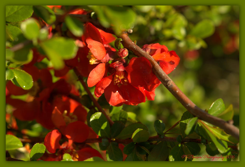 Flowering Quince 4-14-2016.jpg