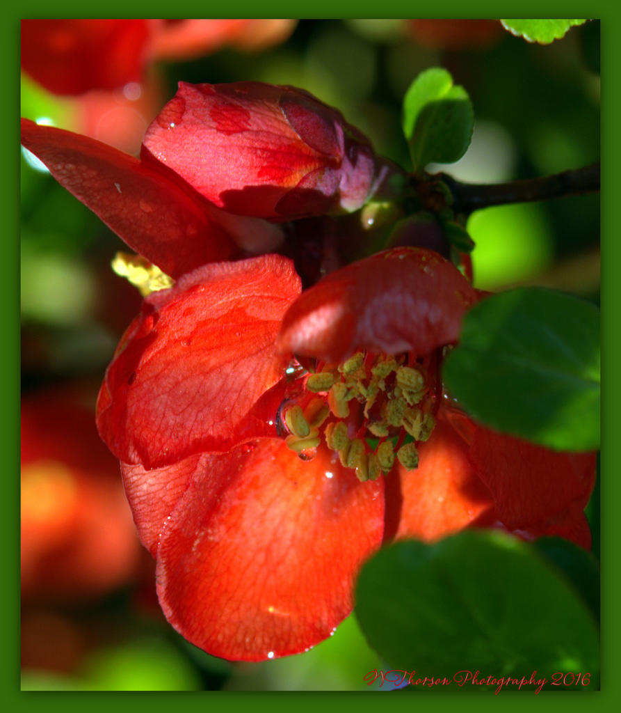 Flowering Quince Close Up 4-14-2016.jpg
