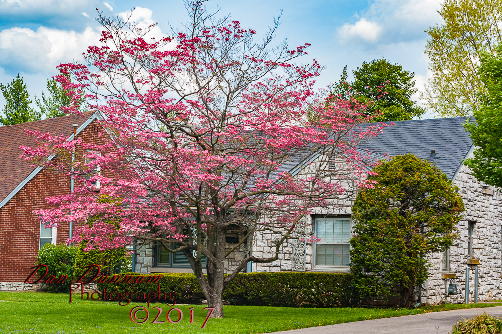 Flowering Trees-4814.jpg