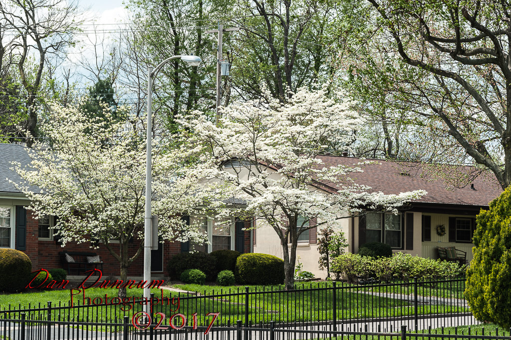Flowering Trees-4829.jpg