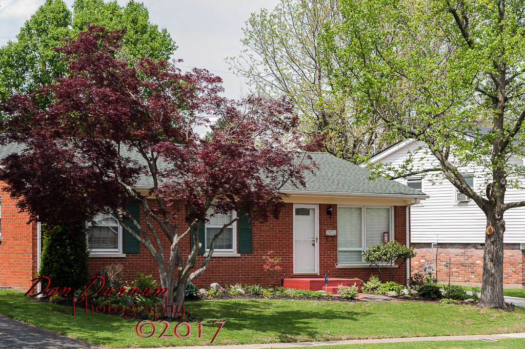 Flowering Trees-4831.jpg