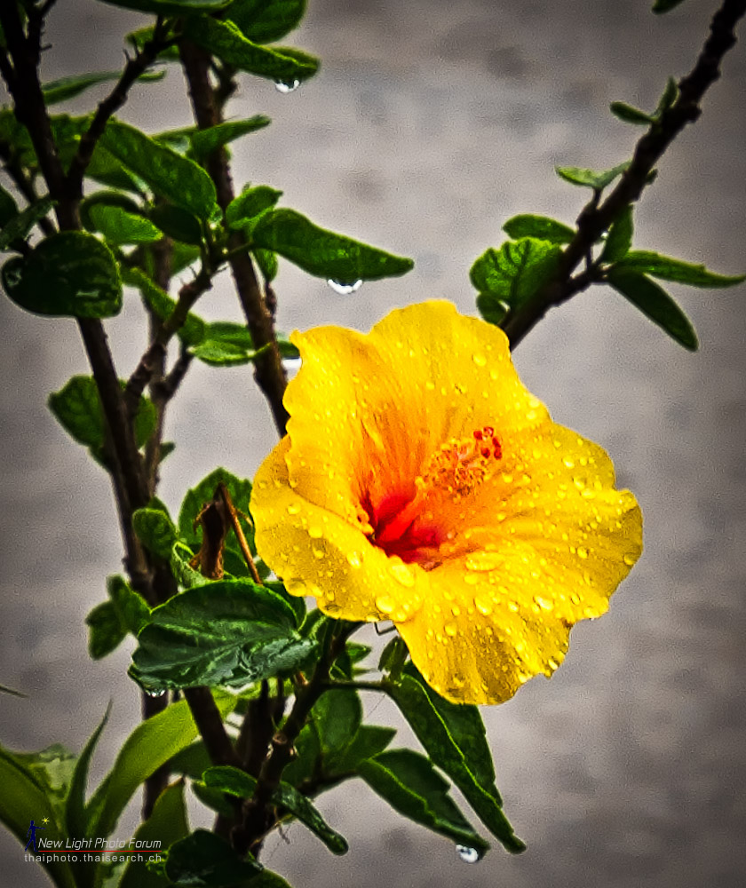 flowerrain-1.jpg