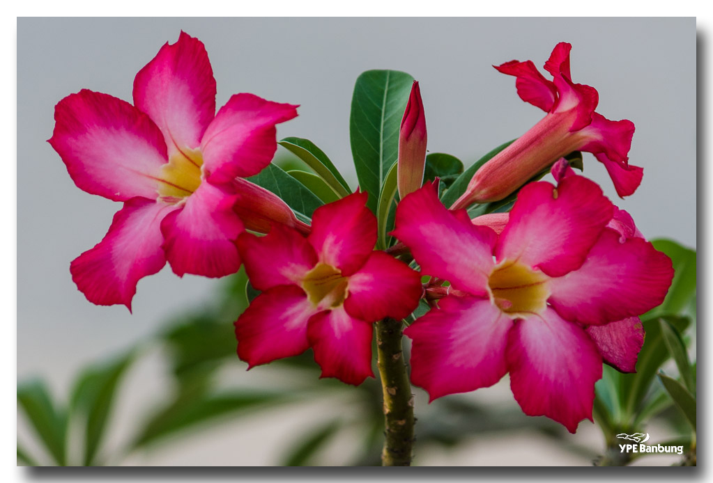 flowerred-1.jpg