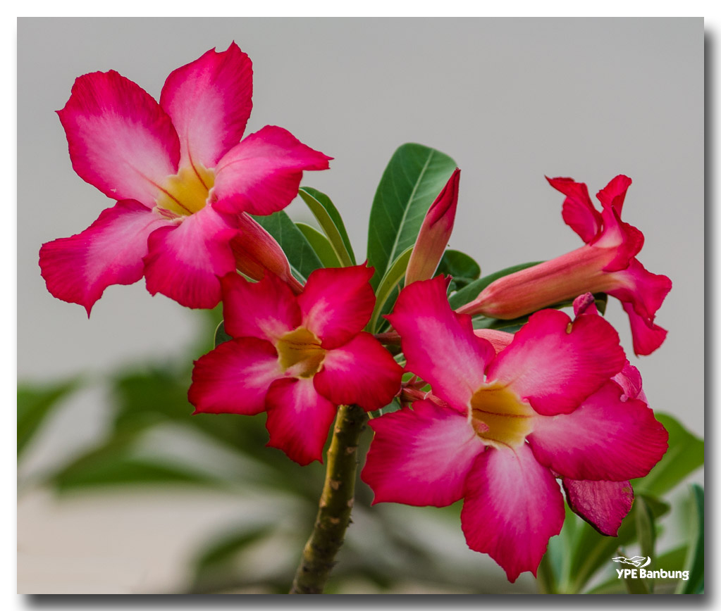 flowerred-2.jpg