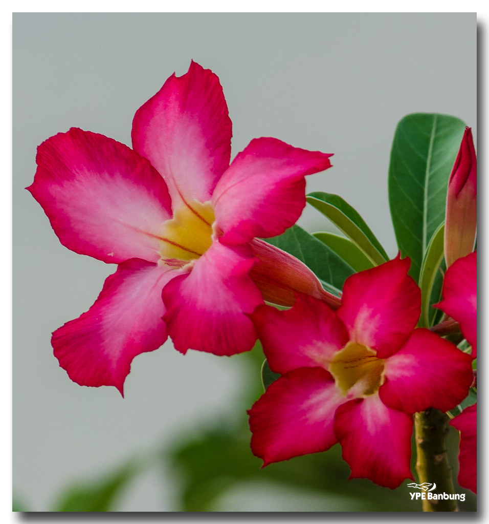 flowerred-3.jpg