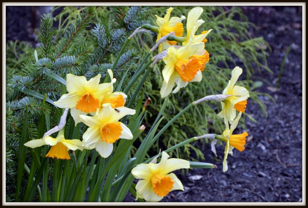 FLOWERS 003.jpg