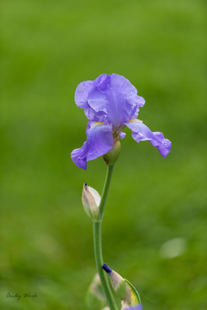 Flowers-0715.jpg